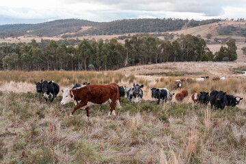 beautiful cattle in Australia  eating grass, grazing on pasture. Herd of cows free range beef being...