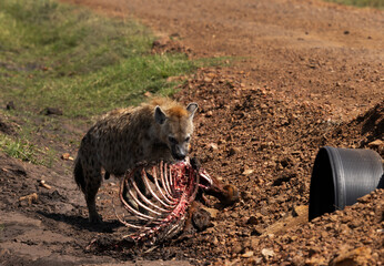 Hyena walking with wildebeest carcass at Masai Mara, Kenya