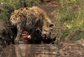 Hyena feeding wildebeest carcass at Masai Mara, Kenya