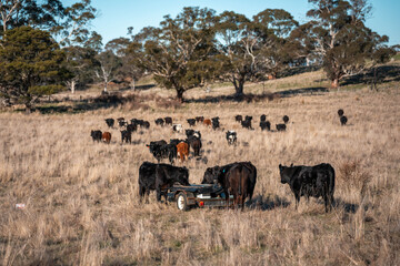 mineral cows with mineral blocks for cattle, cow lick block on a farm in australia