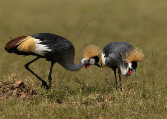 African crowned cranes feeding at Masai Mara, Kenya