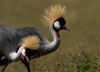 A pair of Grey crowned crane at Masai Mara, Kenya