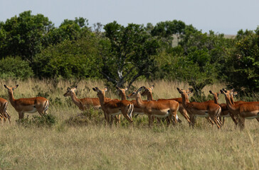 Naklejka premium A herd of Impalas alert in one direction trying to see the cheetah hiding in the grasses in Masai Mara, Kenya