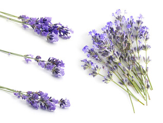 Fragrant lavender flowers isolated on white, set