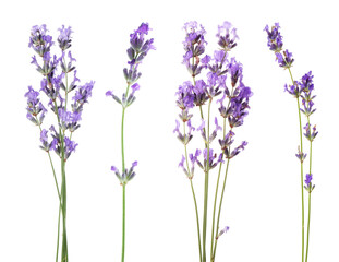 Naklejka premium Fragrant lavender flowers isolated on white, set