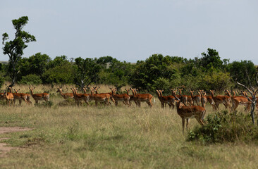 A herd of Impalas alert in one direction trying to see the cheetah hiding in the grasses in Masai...