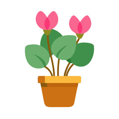 Obraz premium Cyclamen plant with pink flowers in a brown pot on a black background