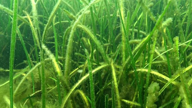 Biocenosis of higher aquatic vegetation in the Black Sea, macrophyte Zostera marina
