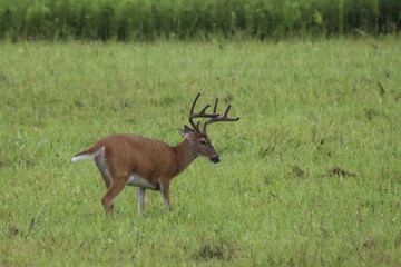 Whitetail Deer