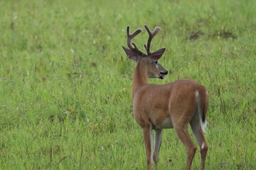 Whitetail Deer