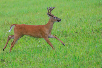Whitetail Deer