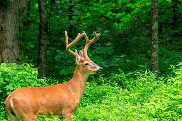 Whitetail Deer
