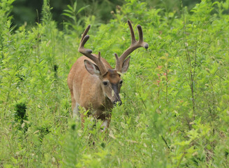 Whitetail Deer