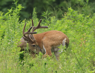 Whitetail Deer