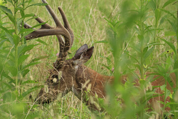 Whitetail Deer