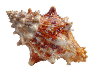 Fototapeta premium Seashell collection beach shore natural isolated on transparent background