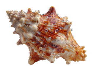 Seashell collection beach shore natural isolated on transparent background