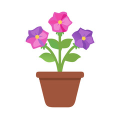 Three flower pot with purple and pink blooms on black background