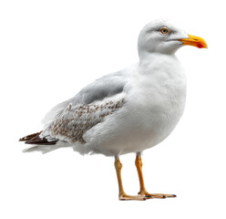 Obraz premium Seagull observing the shoreline coastal area wildlife daylight isolated on transparent background