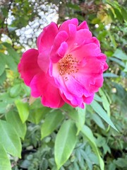 Obraz premium pink rose flower