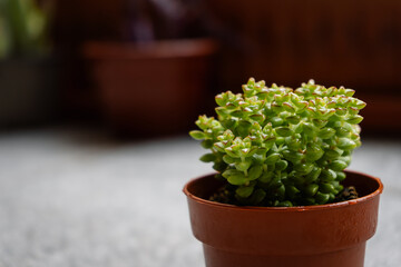 Tiny clump of Crassula rupestris 'Tom Thumb' wet with dew drops and grown in a pot