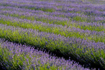 FLORES DE LAVANDA