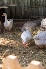 Geese are standing in a pen on a farm, domestic farm animals. poultry farming for meat and eggs. subsistence farming, environmentally friendly goose meat. farm food.