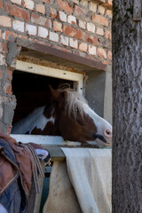brown horse with a white muzzle looks out of the window in the stable. A farm animal is standing in...