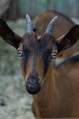 goat stands in front of a wooden fence. an animal on a farm in a stall. petting zoo or farm....
