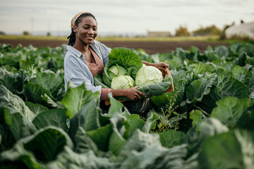 Young farmer woman harvesting cabbage in field