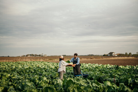 Farmers harvesting cabbage in field on cloudy day