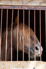 brown horse with long bangs on his muzzle stands behind the bars in the stable. A farm animal is...