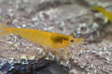 Close-Up of Orange Shrimp on Rock Surface