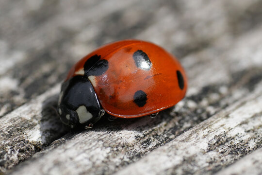 Ladybug Close-Up on Wooden Surface
