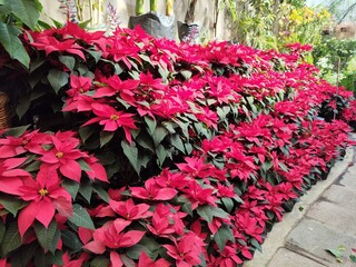 A Vibrant Display of Red and White Poinsettia Plants at a Holiday Plant Market