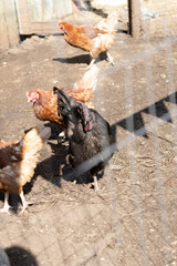 group of chickens peck the ground and grass in a pen. The paddock is fenced with wire, a chicken breeding farm, a household. meat production, environmental products.