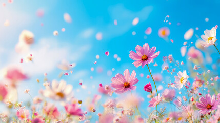 Vibrant pink and white cosmos flowers blooming under bright blue sky with delicate petals softly falling through air, creating serene spring meadow scene.