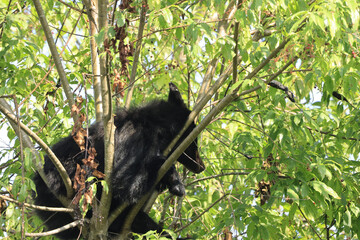 Obraz premium Black Bears