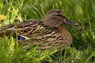 duck is lying in the grass. The wild bird is brown with a black beak. The grass is green, and the duck is lying on it. animals in the park or on the lake, zoo, bird sanctuary.