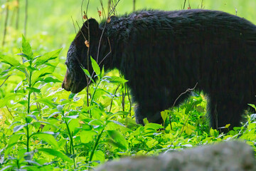 Black Bears