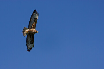 Buse variable en plein vol sur ciel bleu vif, vue du dessous, bec ouvert en cri