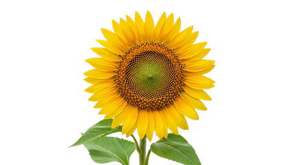 Fototapeta premium A vibrant sunflower showcasing its bright yellow petals and intricate center, symbolizing warmth and positivity.