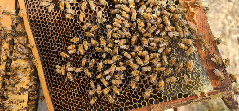 A close up of honey bees on a wooden beehive, Honey Bees producing honey on a honeycomb frame inside a Beehive from an apiary, box from a beehive with frames covered in bees.