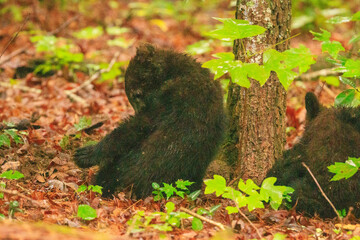 Black Bear Cubs