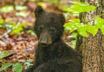 Black Bear Cubs