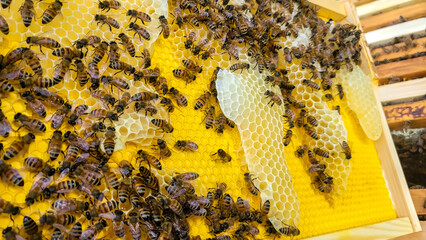 A close up of honey bees on a wooden beehive, Honey Bees producing honey on a honeycomb frame...