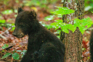 Black Bear Cubs