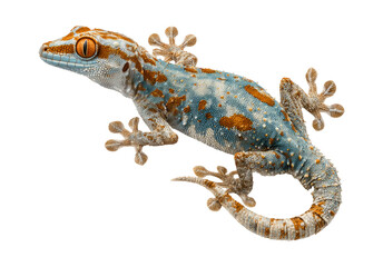 Obraz premium Gecko with Suction Pad Feet Clinging Vertically on Transparent Background