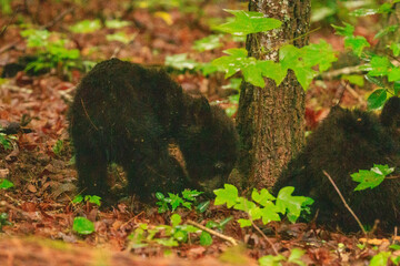 Black Bear Cubs