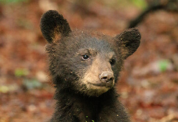 Black Bear Cubs